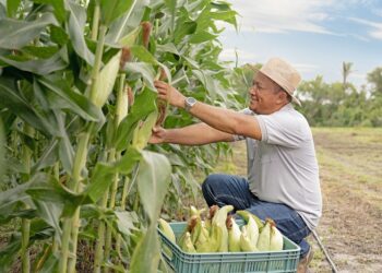 Produtor rural em Caxias