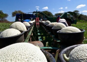 WhatsApp Image 2025-04-28 at 18.49.21